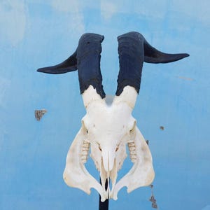 Ram Skull With Horns | Ram Skull Home Decor | Real Ram Skull Head sheep with Big Horns | wall decoration, home decor, ram horns, goat skull