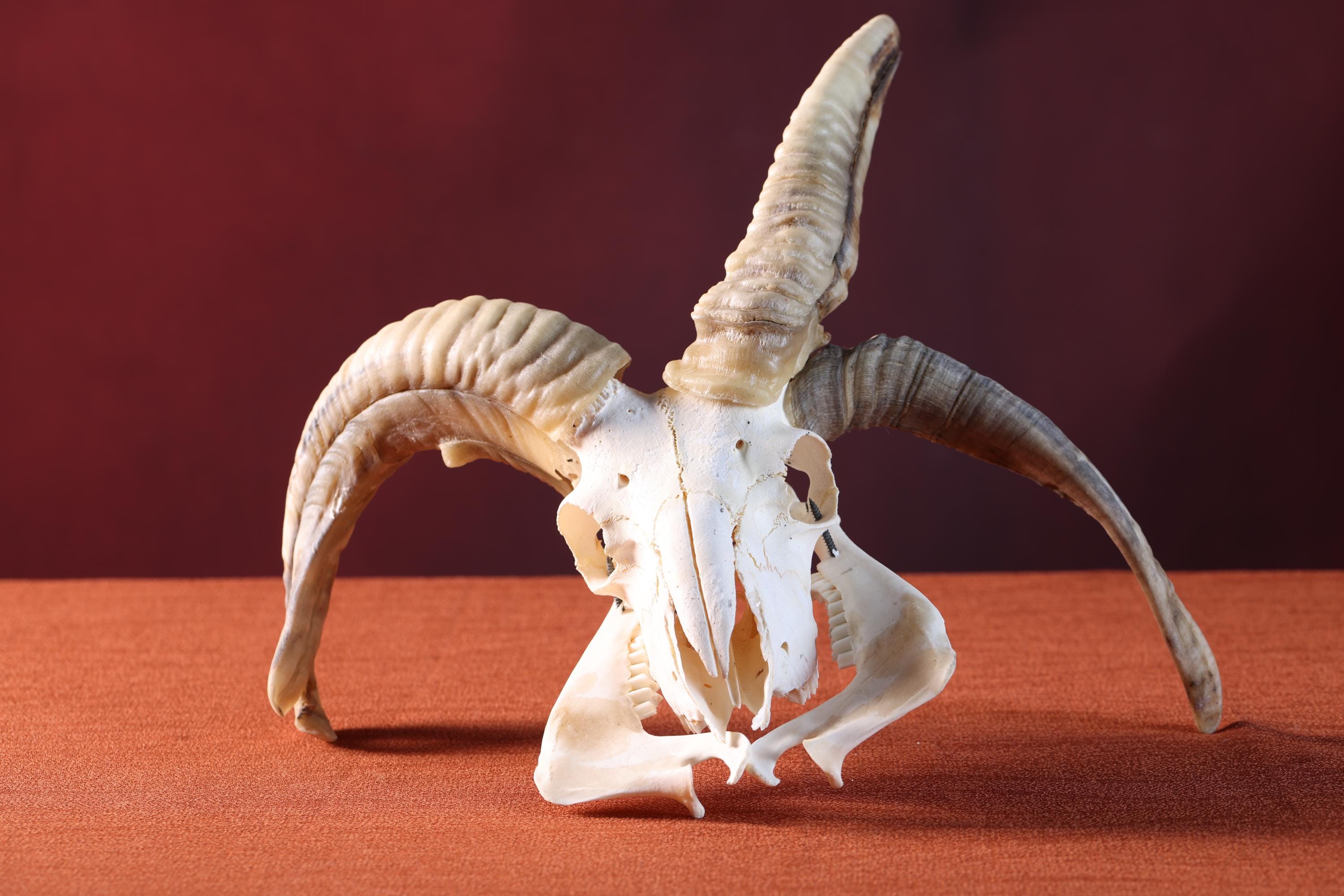 4-horn Jacob Sheep Skull | Huge Ram Skull | Natural Skull | Real Animal ...