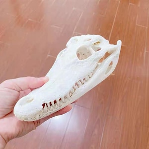 May include: An off-white alligator skull, held in a hand. The skull is angled to show the teeth and bone structure. The texture appears rough, with visible holes and ridges. The background is a light brown wooden surface.