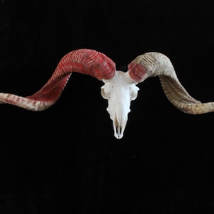 Sheep skull with horns | Ram Skull Home Decor | Real Ram Skull Head sheep with Big Horns | Ram Skull | Real animal skull | Gift for Dad |