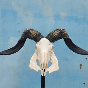 Ram Skull With Horns | Ram Skull Home Decor | Real Ram Skull Head sheep with Big Horns | wall decoration, home decor, ram horns, goat skull