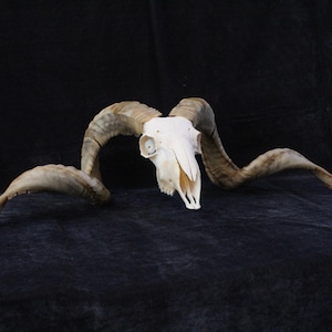 Ram Skull With Horns | Ram Skull Home Decor | Real Ram Skull Head sheep with Big Horns | wall decoration, home decor, ram horns, goat skull