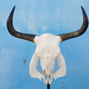 Real bull skull | Cow skull | Real steer skull with horns | Buffalo Skull | Home decor | Western Decor | Gifts for men | Cowboy gift |Gothic