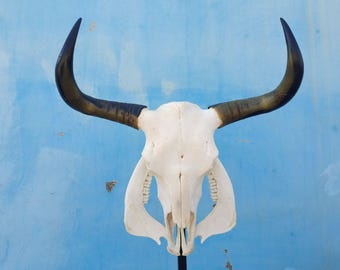 Real bull skull | Cow skull | Real steer skull with horns | Buffalo Skull | Home decor | Western Decor | Gifts for men | Cowboy gift |Gothic
