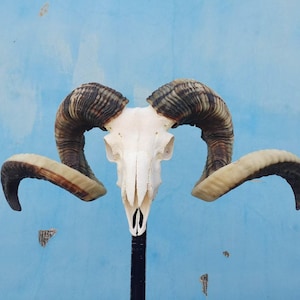 Sheep skull with horns | Ram Skull Home Decor | Real Ram Skull Head sheep with Big Horns | Ram Skull | Real animal skull | Gift for Dad |