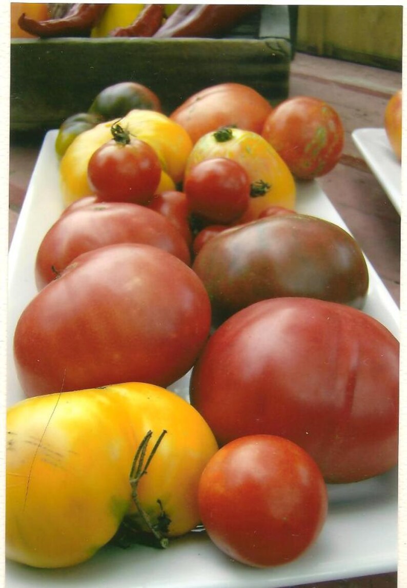 Food Photography Heirloom Tomato Platter Blank Note Card Kitchen Art Summer Bounty Colorful Tomatoes image 1