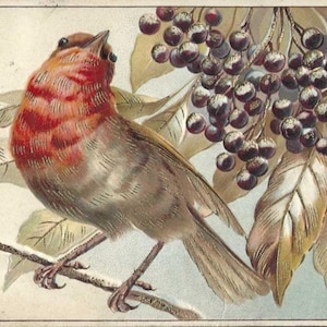Oiseau à poitrine rouge sur une branche avec des baies Carte postale ancienne 1908 Arthur Schurer Publishing
