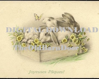 DIGITAL DOWNLOAD Joyeuses Paques Four Bunny Rabbits in a Box With Yellow Butterfly and Primrose M M Vienne Antique French Easter Postcard