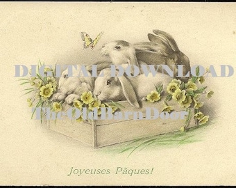 DESCARGA DIGITAL Joyeuses Paques Cuatro conejos en una caja con mariposa amarilla y prímula M M Vienne Postal francesa antigua de Pascua
