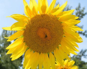 Yellow Sunflower Head and Little Bee Blank Photo Note Card Sunshine Bright Perfect All Occasion  Note Card Fall Thanksgiving