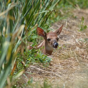 May include: A young fawn with brown and white spots hides in tall green grass and brown hay.