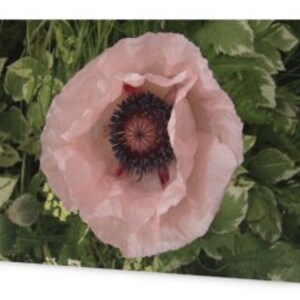 May include: A greeting card featuring a close-up of a light pink poppy flower with a dark center. The flower is surrounded by green foliage with white edges. The card is white and angled.