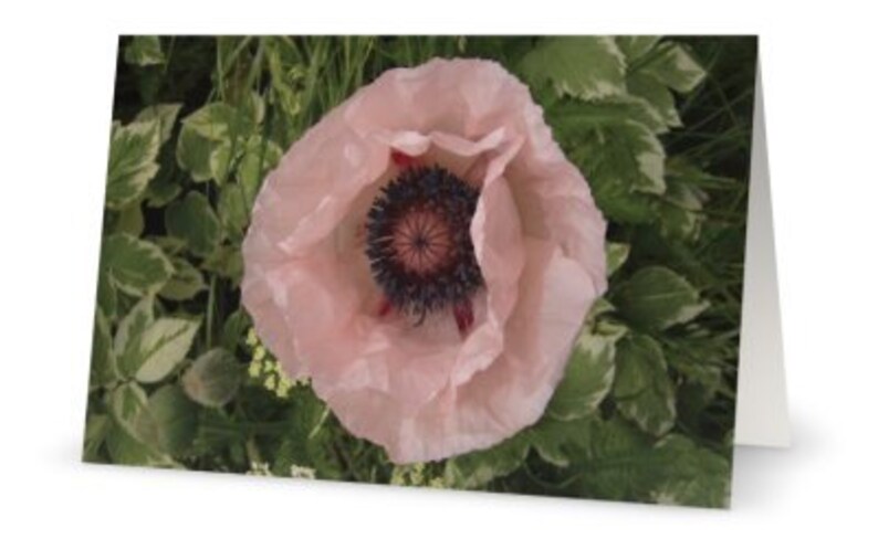 May include: A greeting card featuring a close-up of a light pink poppy flower with a dark center. The flower is surrounded by green foliage with white edges. The card is white and angled.