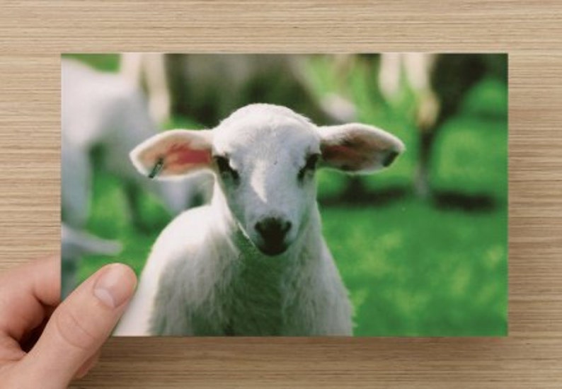 White Lamb Photograph on Blank Note Card Farm Animal Etsy