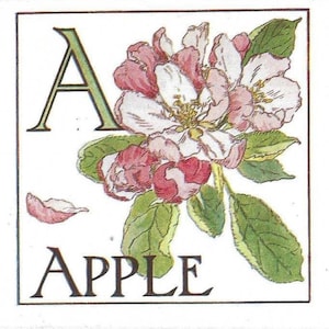 Initiale florale A et fleur de pommier carte postale ancienne inutilisée - Carte postale alphabet floral