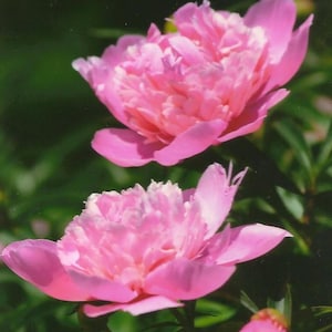 Paire de pivoines roses sur carte de correspondance vierge Photographie de fleurs Superbe carte toutes occasions également disponible en commande spéciale sur toile toile 16 x 24
