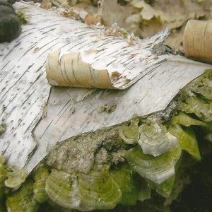 Fallen Birch Bark Log With Moss Nature Photography Blank Note Card - Beautiful All Occasion note card