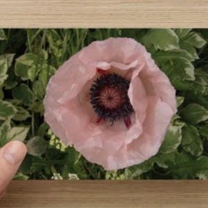 May include: A photograph of a light pink poppy flower with a dark center, surrounded by green foliage with white edges. The flower is held by a person's hand, set against a wooden background.