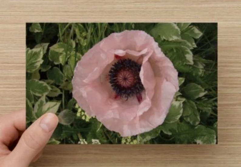 May include: A photograph of a light pink poppy flower with a dark center, surrounded by green foliage with white edges. The flower is held by a person's hand, set against a wooden background.