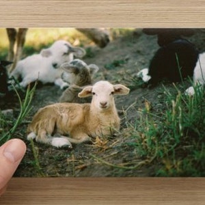 Carte de correspondance avec photo Spring Lambs vierge à l'intérieur