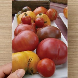 Food Photography Heirloom Tomato Platter Blank Note Card Kitchen Art Summer Bounty Colorful Tomatoes image 2