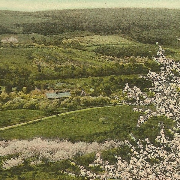 Apple Orchards in Bloom Annapolis Valley Nova Scotia Unused Vintage Postcard – Beautiful Spring Flowering of the Apple Trees