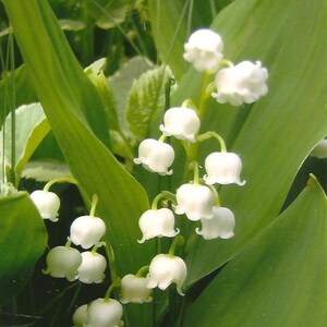 Photographie de fleurs Muguet sur un bloc-notes vierge Beautés blanches délicates et parfumées, beau bloc-notes pour toutes les occasions, printemps