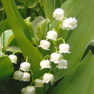 Fotografía de flores Lirio de los valles en tarjeta de notas en blanco Bellezas blancas delicadas y fragantes Hermosa tarjeta de notas para todas las ocasiones Primavera