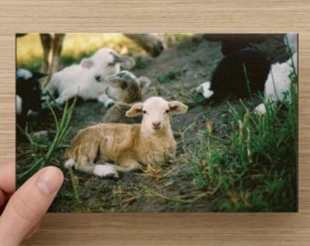Spring Lambs Photo Note Card Blank Inside - Brown Lamb - Peanut and The Gang