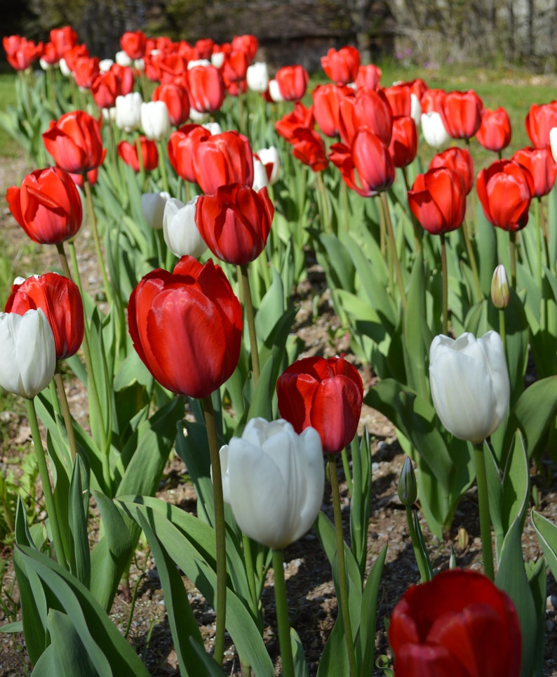 Red and White Tulips Blank All Occasion Note Card 5 x 7 - Friendship Card - Canadian Pride image 1
