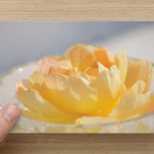 Yellow Rose in Crystal Bowl Blank Photo Note Card All Occasion Card ~ Floral Photography Suitable For Framing June Birthday