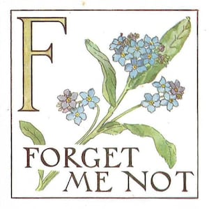Initiale florale F et fleurs myosotis inutilisées - Carte postale alphabet floral