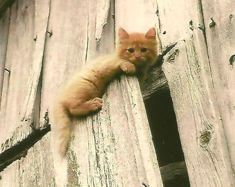 Curious Kitten on Old Barn Door Little Ginger Kitten Baby - Blank Note Card ~ Hang in There Encouragement Card