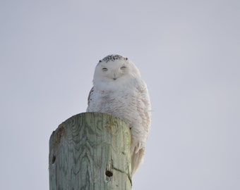 Snowy Owl on Blank Note Card – Sleeping Smiling Snowy Owl  – Perfect All Occasion Card