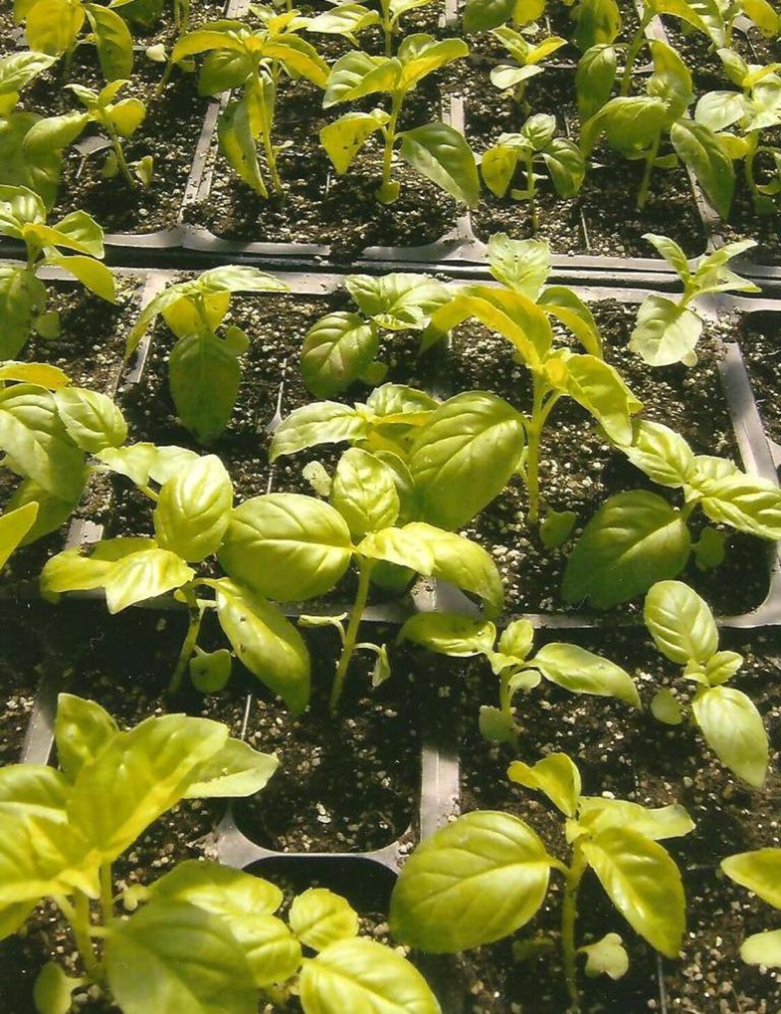 Food Photography Basil Seedlings Art Photograph on Blank Note Etsy