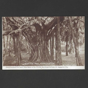 Banian Tree / Banyon Tree MIAMI Floride Carte postale ancienne non utilisée des années 1910 Tom Jones Publishing - Compliments of the Land Department of Florida