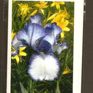Puede incluir: Una flor de iris blanca y azul con un borde rizado florece en un jard&iacute;n. El iris est&aacute; rodeado de lirios amarillos.