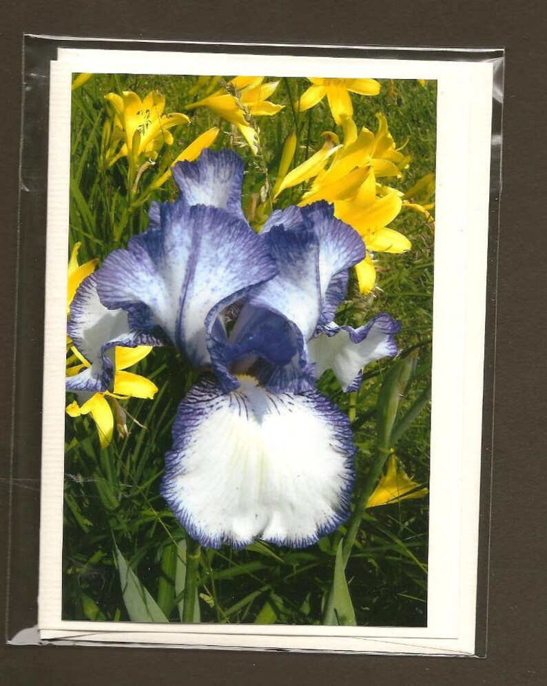 Puede incluir: Una flor de iris blanca y azul con un borde rizado florece en un jard&iacute;n. El iris est&aacute; rodeado de lirios amarillos.