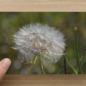Tête de graine blanche duveteuse, photographie de nature ~ carte de correspondance photo vierge carte de correspondance toutes les occasions ~ faire un vœu