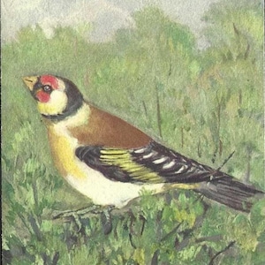 Carte postale ancienne de gros-bec coloré sur une branche d'arbre - Belle carte postale d'art - Stehli Publishing - Artiste signée Fred Sauter