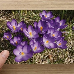 Purple Spring Crocus on Blank Note Card - Nature Photography - Spring Celebration - All Occasion Note Card READY TO SHIP