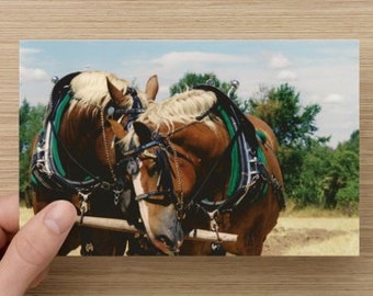 Horse Photography Draft Horses at Rest - Fall on the farm Animal Photography on Blank Note Card Horse Photo All Occasion Card