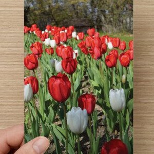 Red and White Tulips Blank All Occasion Note Card 5 x 7 - Friendship Card - Canadian Pride image 2