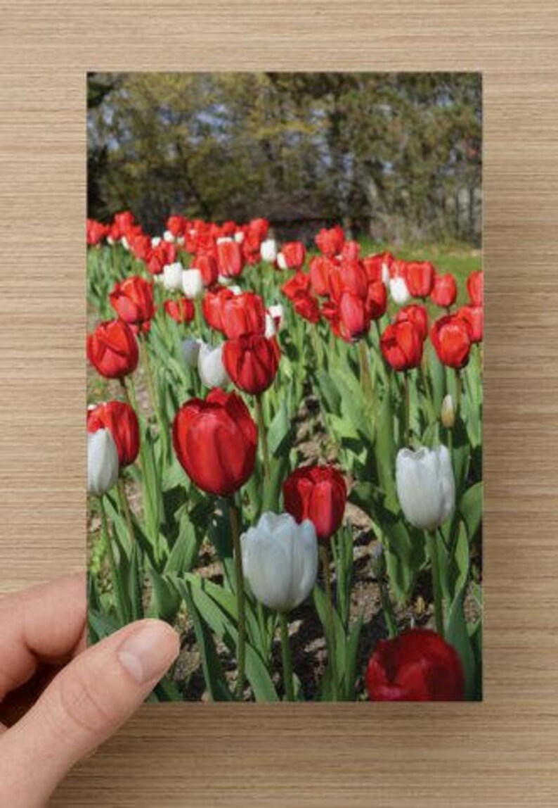 Red and White Tulips Blank All Occasion Note Card 5 x 7 - Friendship Card - Canadian Pride image 2