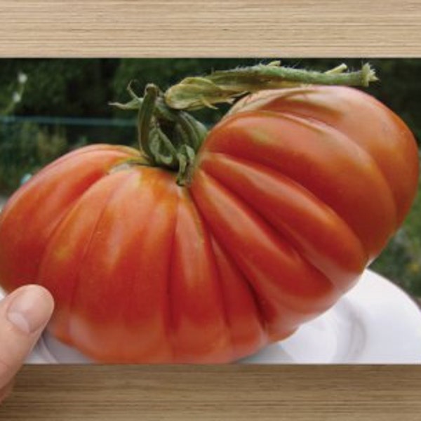 Food Photography Heirloom Tomato on Blank Note Card - Ernie's Plump - Big Red and Luscious ~ Perfect Kitchen Art