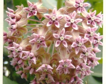 Macro Flower Photograhy - Pink Milkweed Flower Macro on Blank Note Card - Perfect Birthday or All Occasion Card