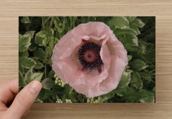 Pale Pink Poppy Macro Floral Nature Photography on Blank Note Card - Photo All Occasion Card ~ August Flower