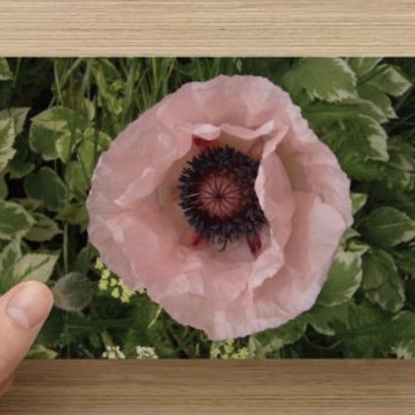 Pale Pink Poppy Macro Floral Nature Photography on Blank Note Card - Poppy Photo All Occasion Card ~ August Flower