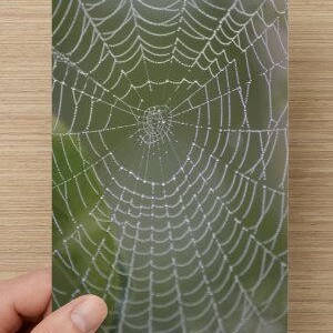 Carton de correspondance vierge pour photographie de nature Toile d'araignée dans la brume - Carte toutes occasions - Toile d'araignée brumeuse