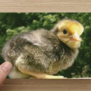 May include: A small, fluffy, yellow and brown chick with a bright yellow head and beak. The chick is sitting on a branch with green foliage in the background.